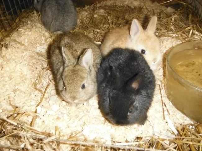 bébé lapin nain A $25 A FARNHAM thumbnail 2