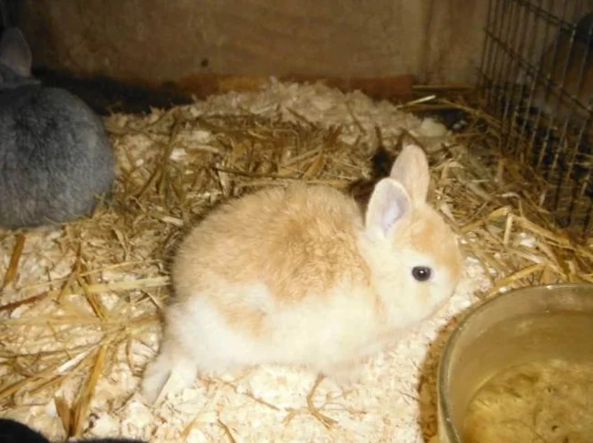 bébé lapin nain A $25 A FARNHAM thumbnail 5