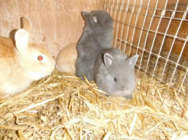 bébé lapin nain A $25 A FARNHAM