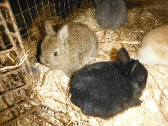 bébé lapin nain A $25 A FARNHAM thumbnail 4