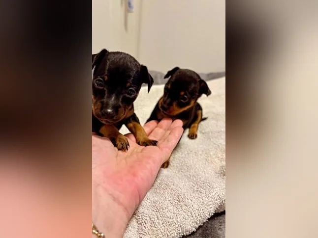Chiots Pinscher Nain à vendre