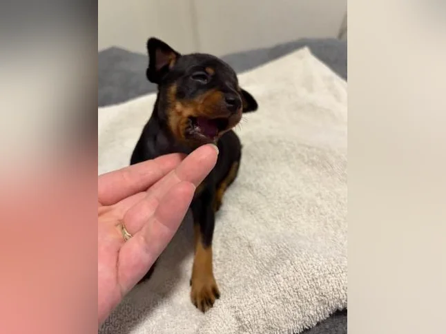 Chiots Pinscher Nain à vendre thumbnail 2