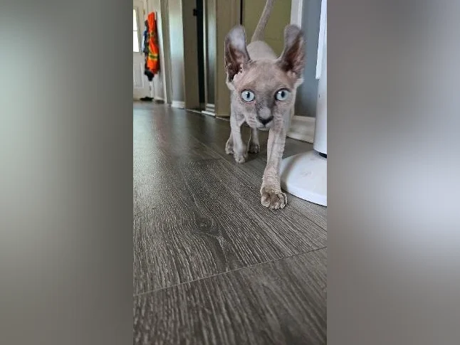 Chaton sphynx thumbnail 4