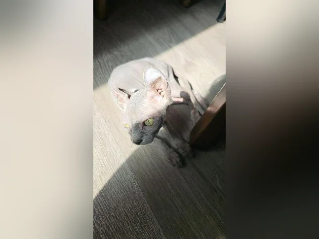 Chaton sphynx