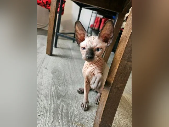 Chaton sphynx thumbnail 3