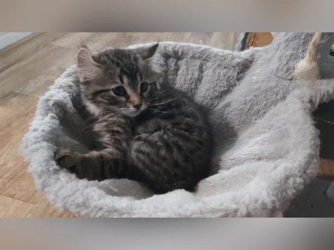 Chatons bengal croisé sphinx thumbnail 5