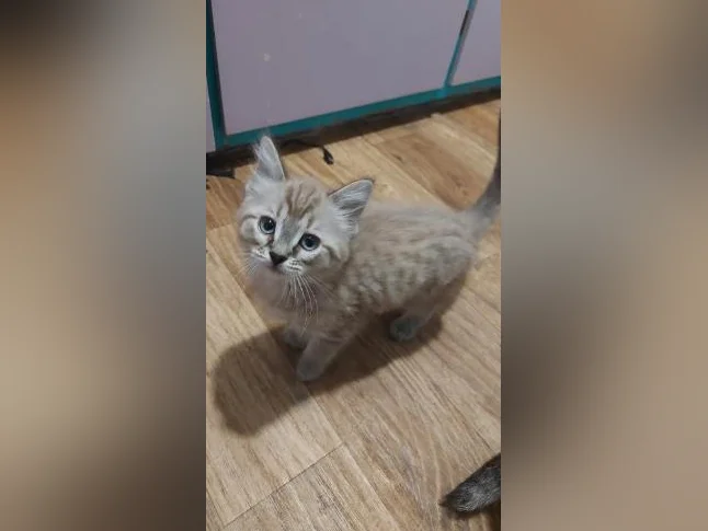 Chatons bengal croisé sphinx thumbnail 7