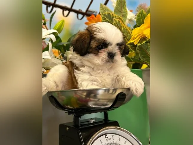 Prochaine portée de shih tzu. 3 de reservés mais je vais avoir d autres accouplement tres tres bientot
