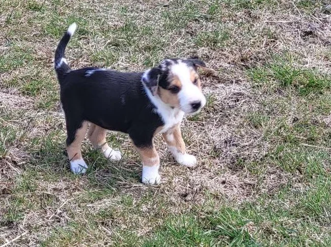 Berger australien croisé jack russell