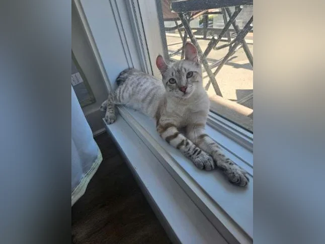 Chaton Highland Lynx 4 mois