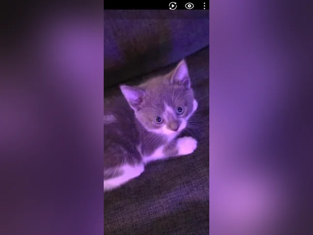 Bébé chaton  de 2 mois  femelle thumbnail 3