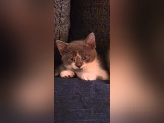 Bébé chaton  de 2 mois  femelle thumbnail 4