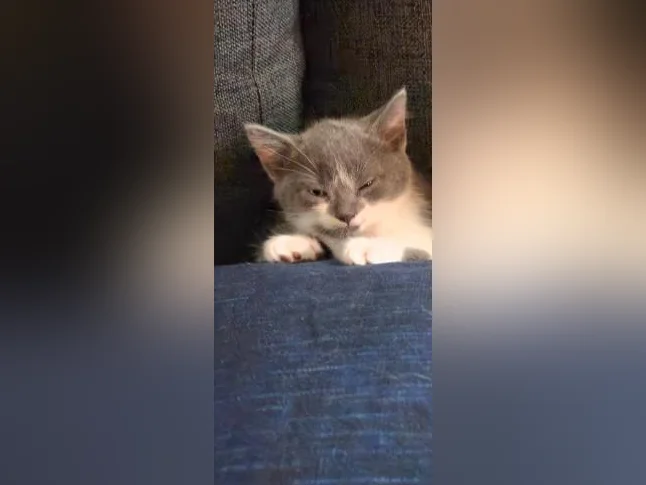 Bébé chaton  de 2 mois  femelle thumbnail 2