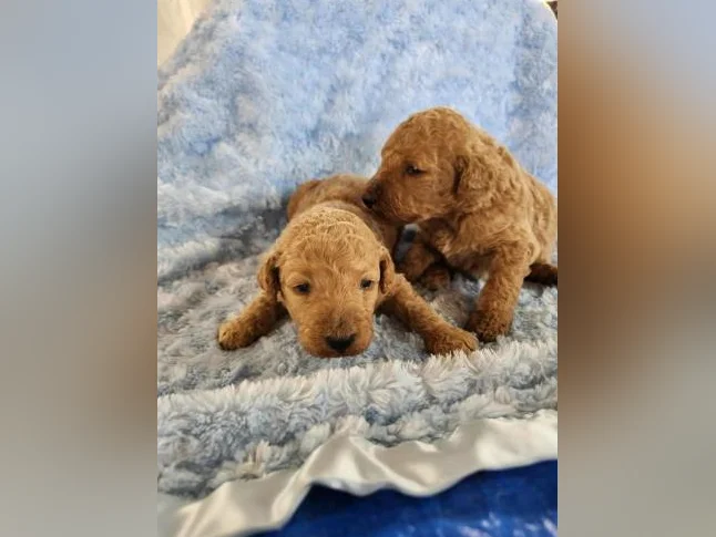Goldendoodle mini moyen standard , et Schnoodle thumbnail 7