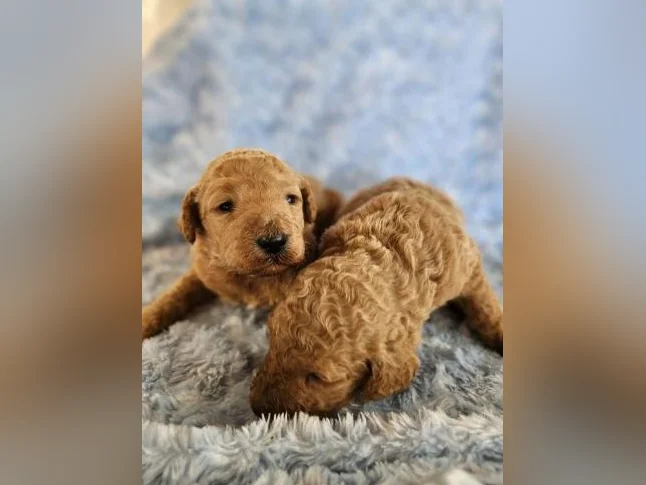 Goldendoodle mini moyen standard , et Schnoodle thumbnail 4