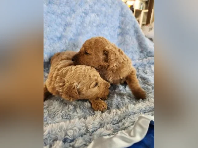 Goldendoodle mini moyen standard , et Schnoodle thumbnail 5
