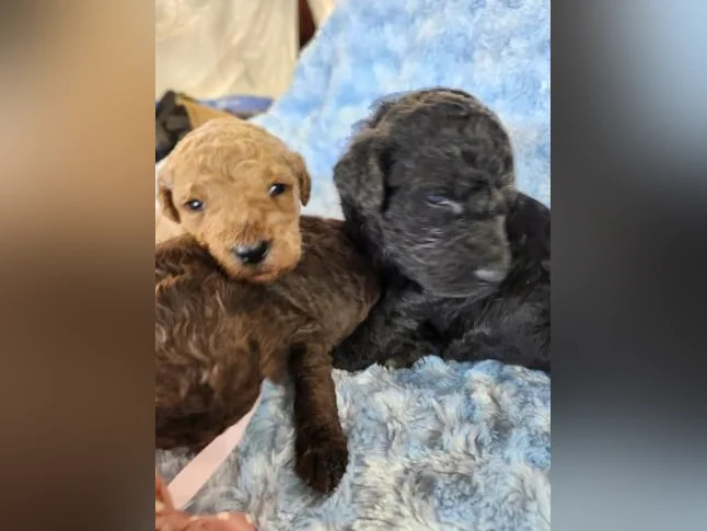 Goldendoodle mini moyen standard , et Schnoodle thumbnail 6