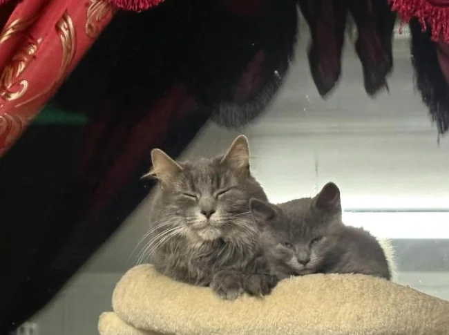 Chaton a vendre