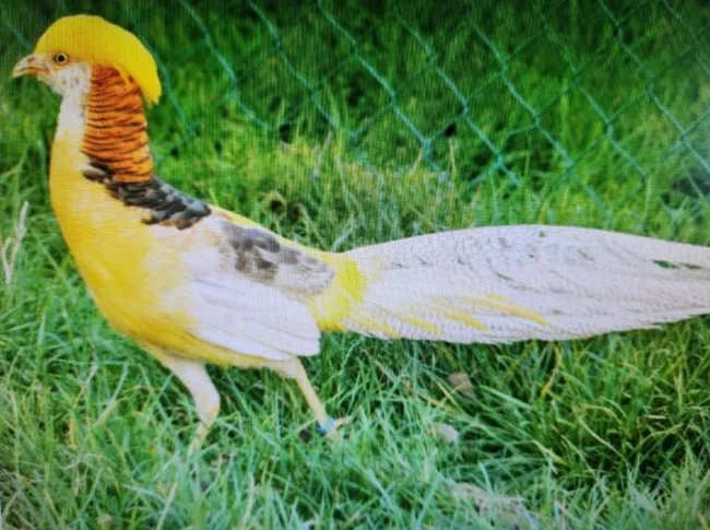 Faisans Vénéré, Faisans Argenté , Faisans Yellow thumbnail 5