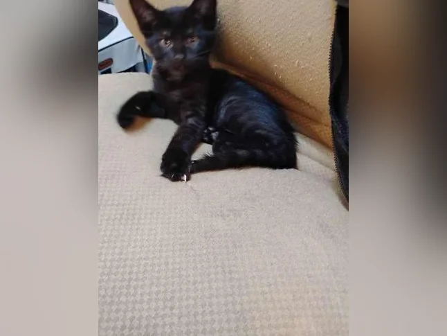Deux adorables chatons à donner thumbnail 2