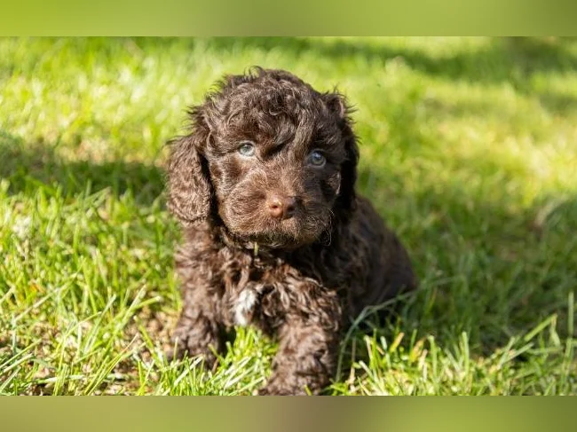 3 Magnifique chiots mâles Golden Doodle miniatures thumbnail 4