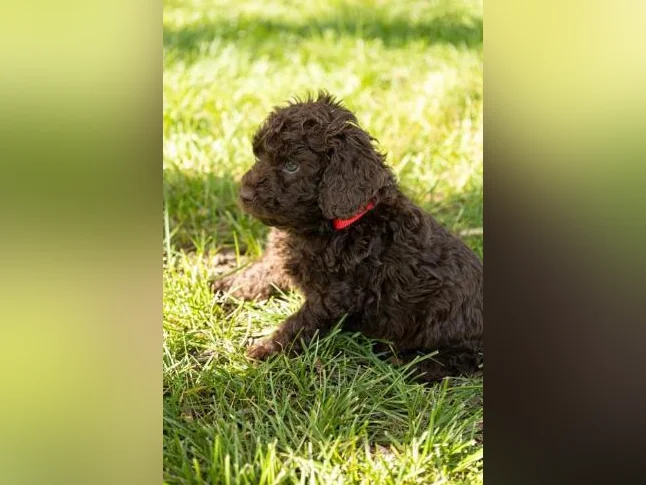 3 Magnifique chiots mâles Golden Doodle miniatures thumbnail 8
