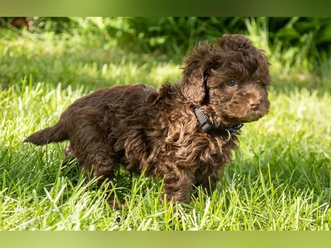 3 Magnifique chiots mâles Golden Doodle miniatures thumbnail 2
