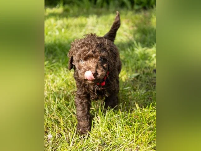 3 Magnifique chiots mâles Golden Doodle miniatures thumbnail 5