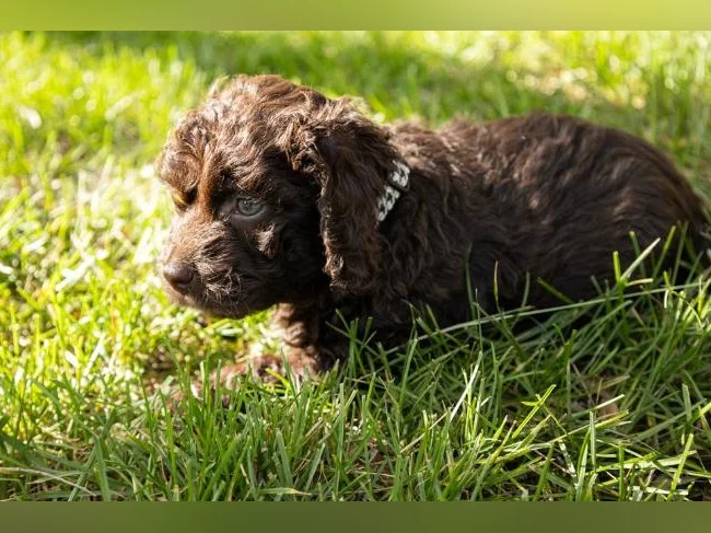 3 Magnifique chiots mâles Golden Doodle miniatures thumbnail 3