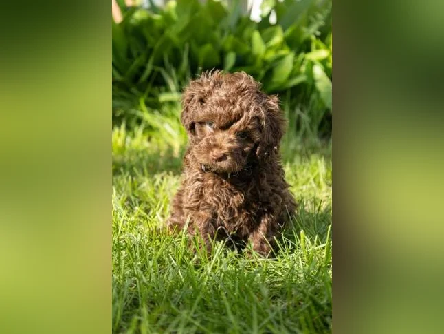 3 Magnifique chiots mâles Golden Doodle miniatures thumbnail 6