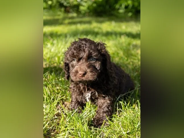 3 Magnifique chiots mâles Golden Doodle miniatures