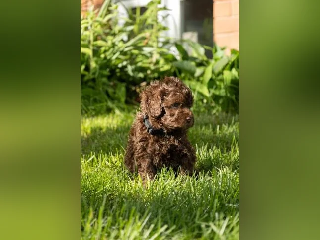 3 Magnifique chiots mâles Golden Doodle miniatures thumbnail 7