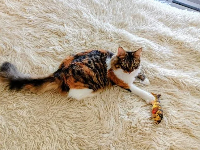 Chatte calico 1 an vaccins à jour et opérée thumbnail 4