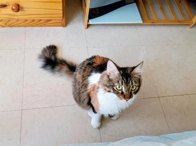 Chatte calico 1 an vaccins à jour et opérée