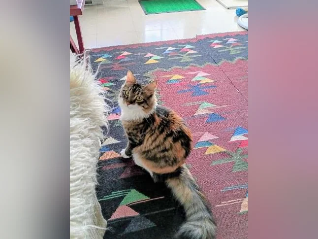 Chatte calico 1 an vaccins à jour et opérée thumbnail 2