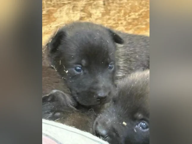 Malinois VKH Chiot Jet Black ou Charbonner thumbnail 7