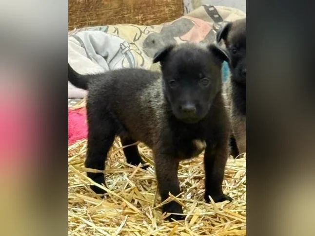 Malinois VKH Chiot Jet Black ou Charbonner