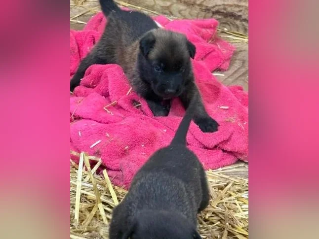 Malinois VKH Chiot Jet Black ou Charbonner thumbnail 3