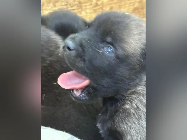 Malinois VKH Chiot Jet Black ou Charbonner thumbnail 6