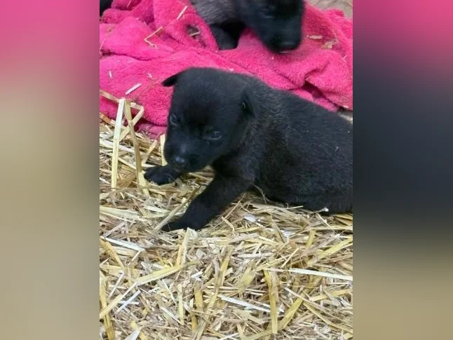 Malinois VKH Chiot Jet Black ou Charbonner thumbnail 2
