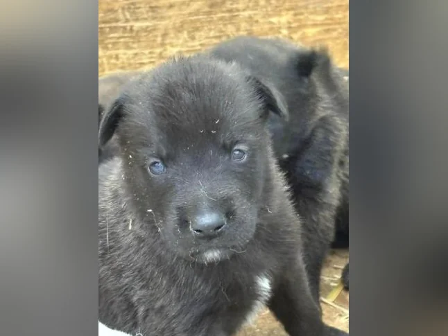 Malinois VKH Chiot Jet Black ou Charbonner thumbnail 5
