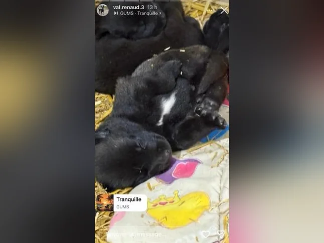 Malinois VKH Chiot Jet Black ou Charbonner thumbnail 8