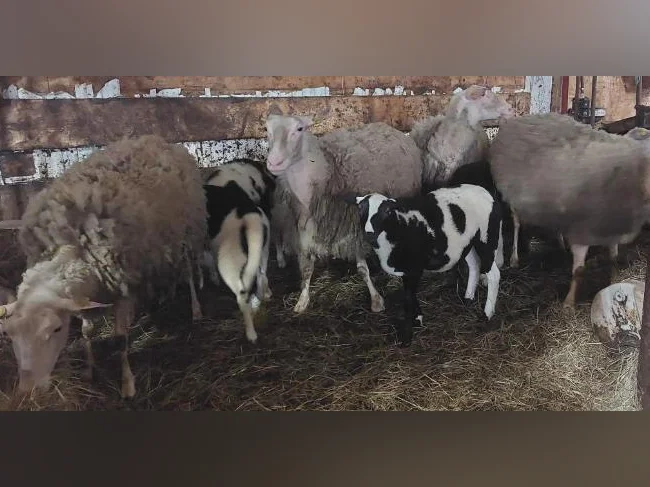 Agneaux mâles et femelles, moutons, brebis thumbnail 4
