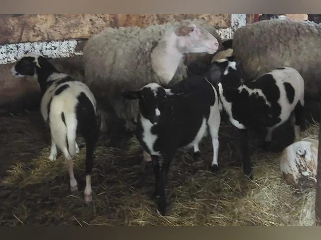 Agneaux mâles et femelles, moutons, brebis
