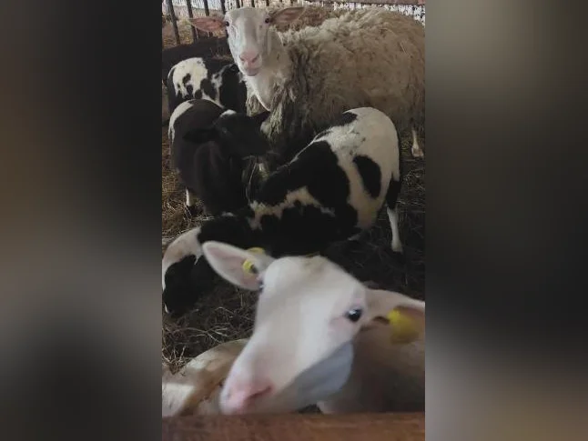 Agneaux mâles et femelles, moutons, brebis thumbnail 2