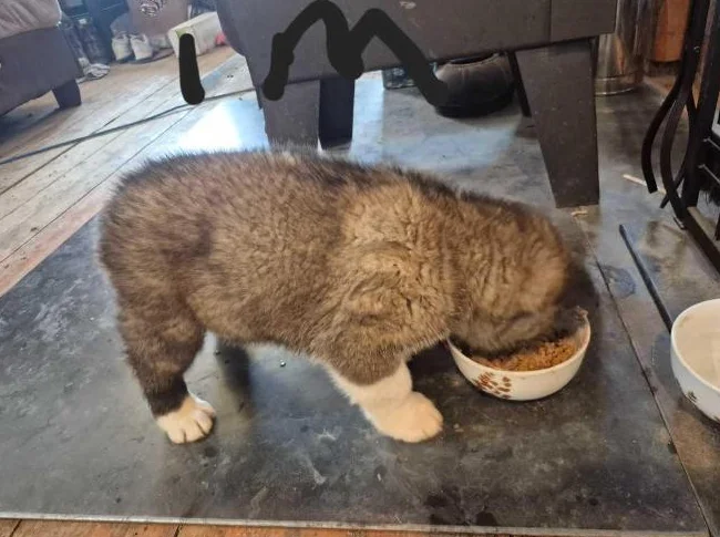 Akita américain thumbnail 5