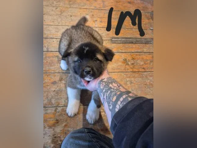 Akita américain thumbnail 7