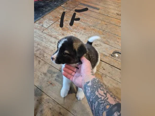 Akita américain thumbnail 3