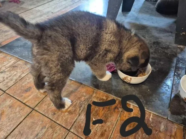 Akita américain thumbnail 8