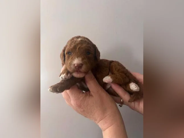 Femelle caniche rouge miniature thumbnail 2